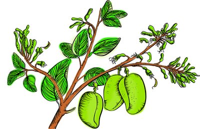 Zeichnung Schwarzbohne
